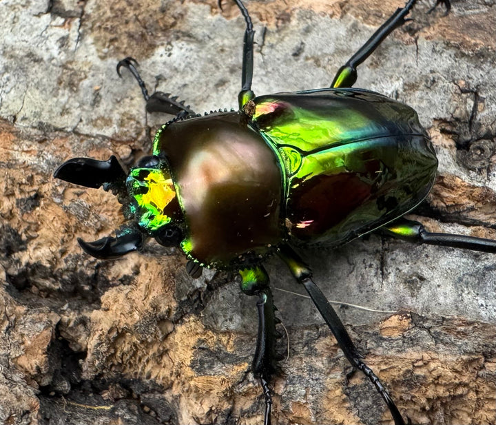 《ニジイロクワガタ ピカール系 32mm ペア》
