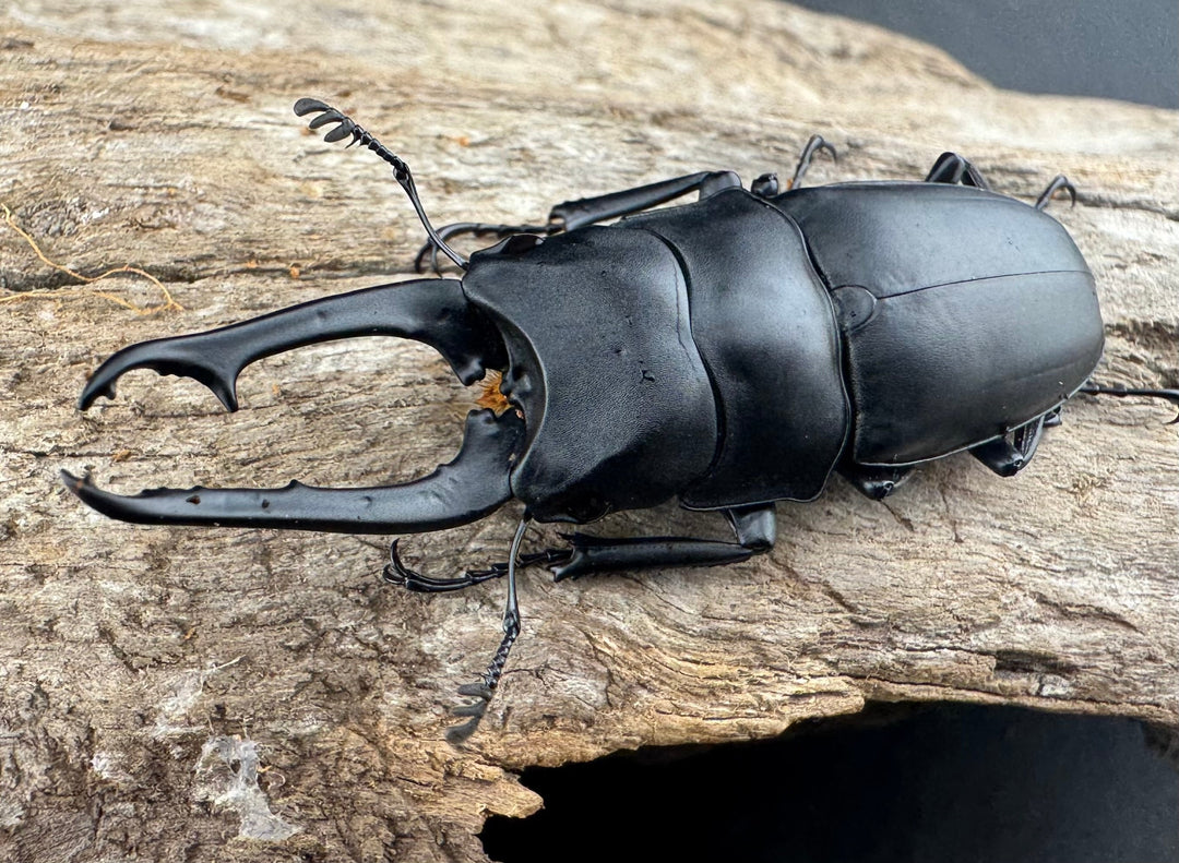 【WD】《ポレクトゥスノコギリクワガタ 海南省産 50mm ペア》