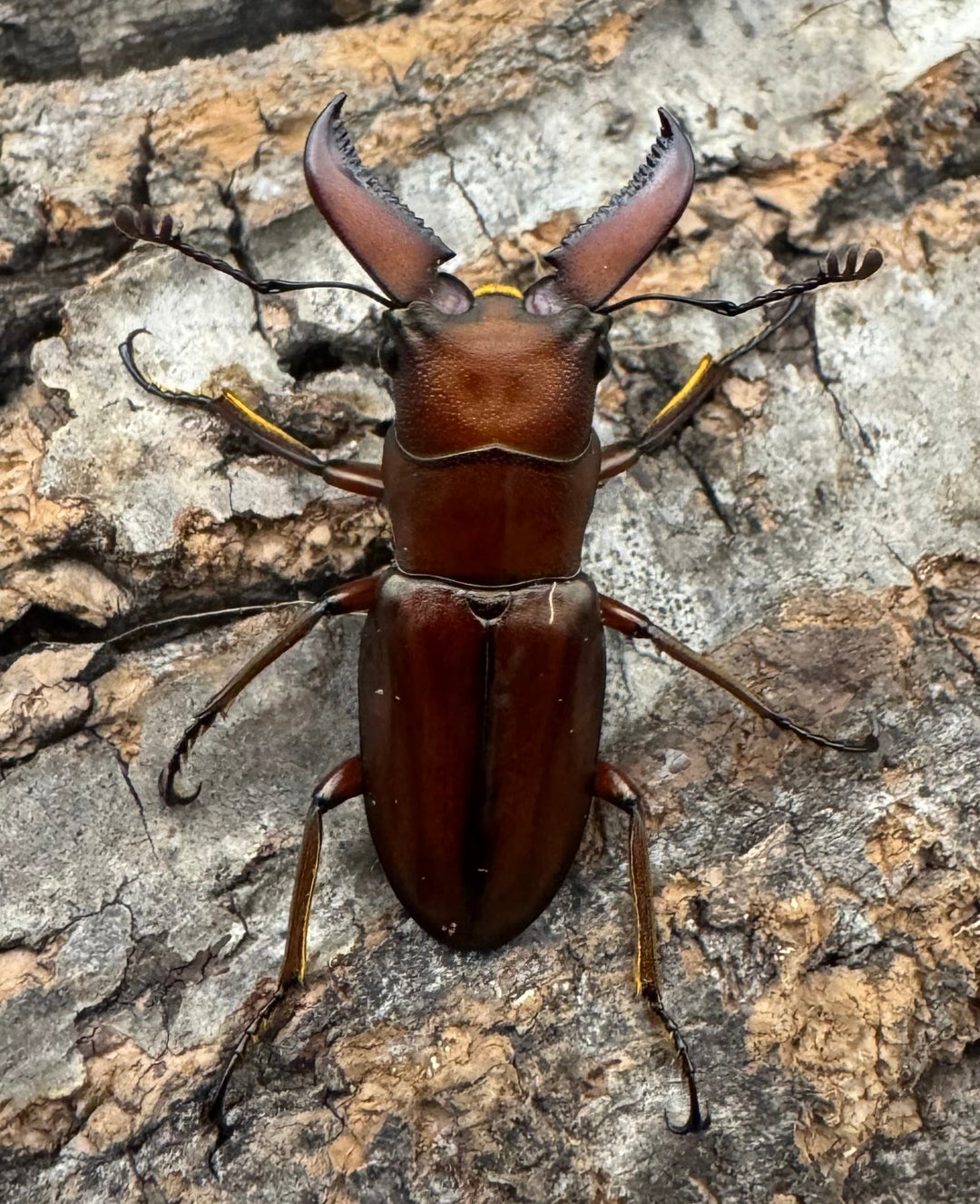 【WD】《ギラファホソアカクワガタ 31.5mm ペア》