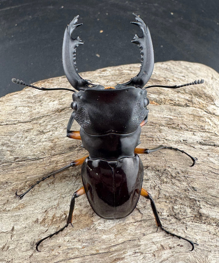 【WD】《インペリアリスツヤ亜種komorii 65mm ペア》