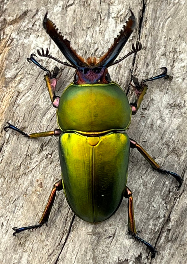 【WD】《パプアキンイロクワガタ アルファック産 35mm ペア》