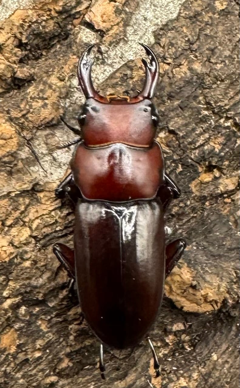 【WD】《モートゥオセスジ原名亜種 ペア》