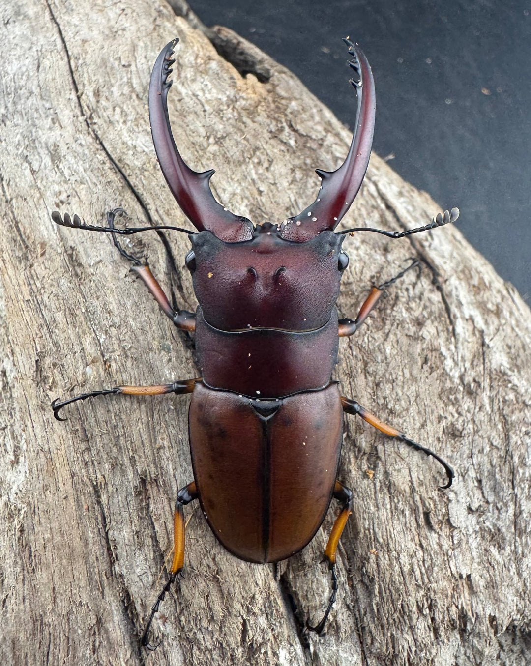 【WD】《アスタコイデスノコギリ ベンクール産 56mm ペア》