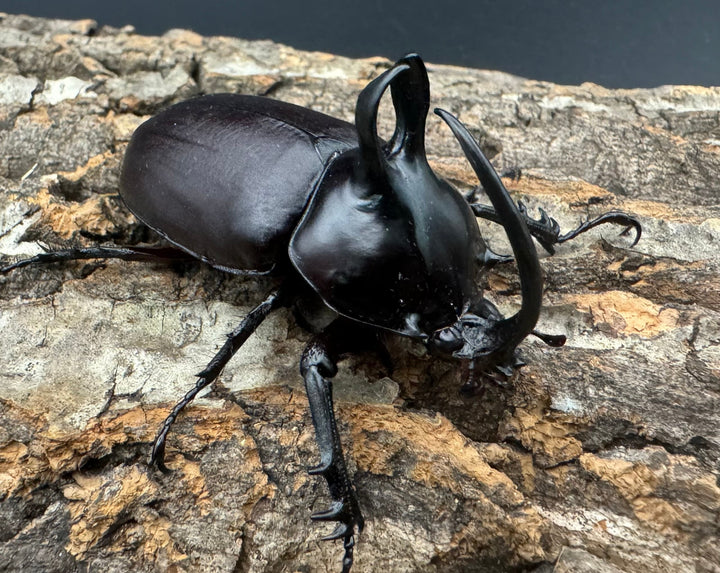 【WD】《ビルマニクス ゴホンツノ 55mm ペア》