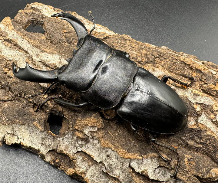 【WD】大型《ネバービスカヤヒラタ（カヤパヒラタ） 83mm ペア》