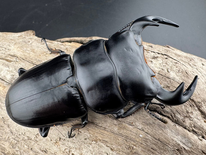 【WF1】《アンタエウスオオクワ カオバン産 80mm ペア》