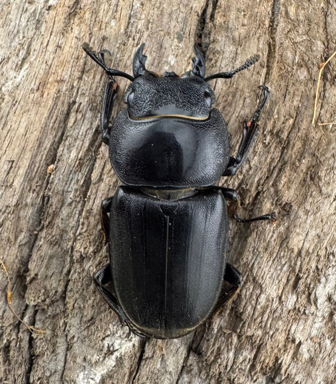 【WD】《ブルーダンヒラタクワガタ 88mm ペア》