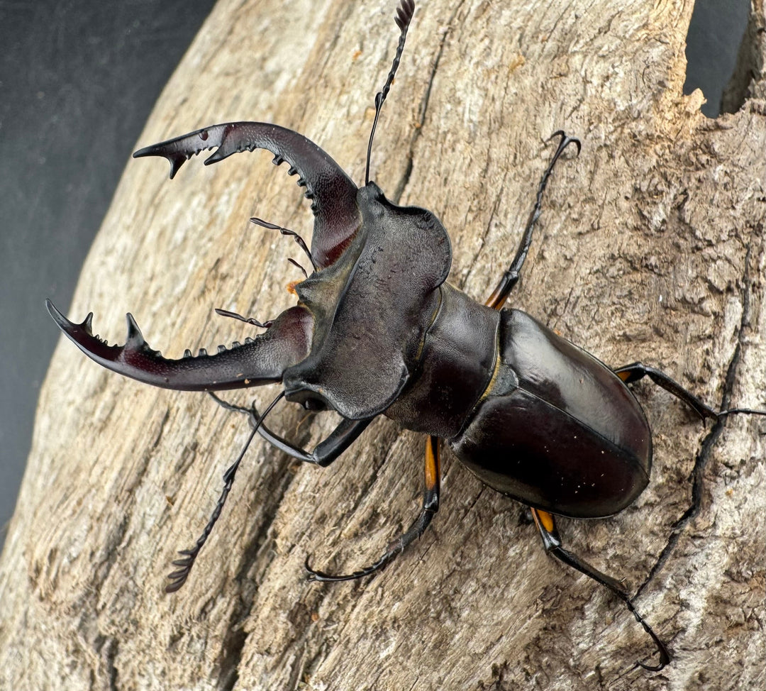 【WD】大型《シセンミヤマクワガタ 重慶市 51mm ペア》