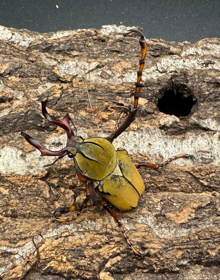 【WD】ワリックツノハナムグリ亜種bowringi ペア