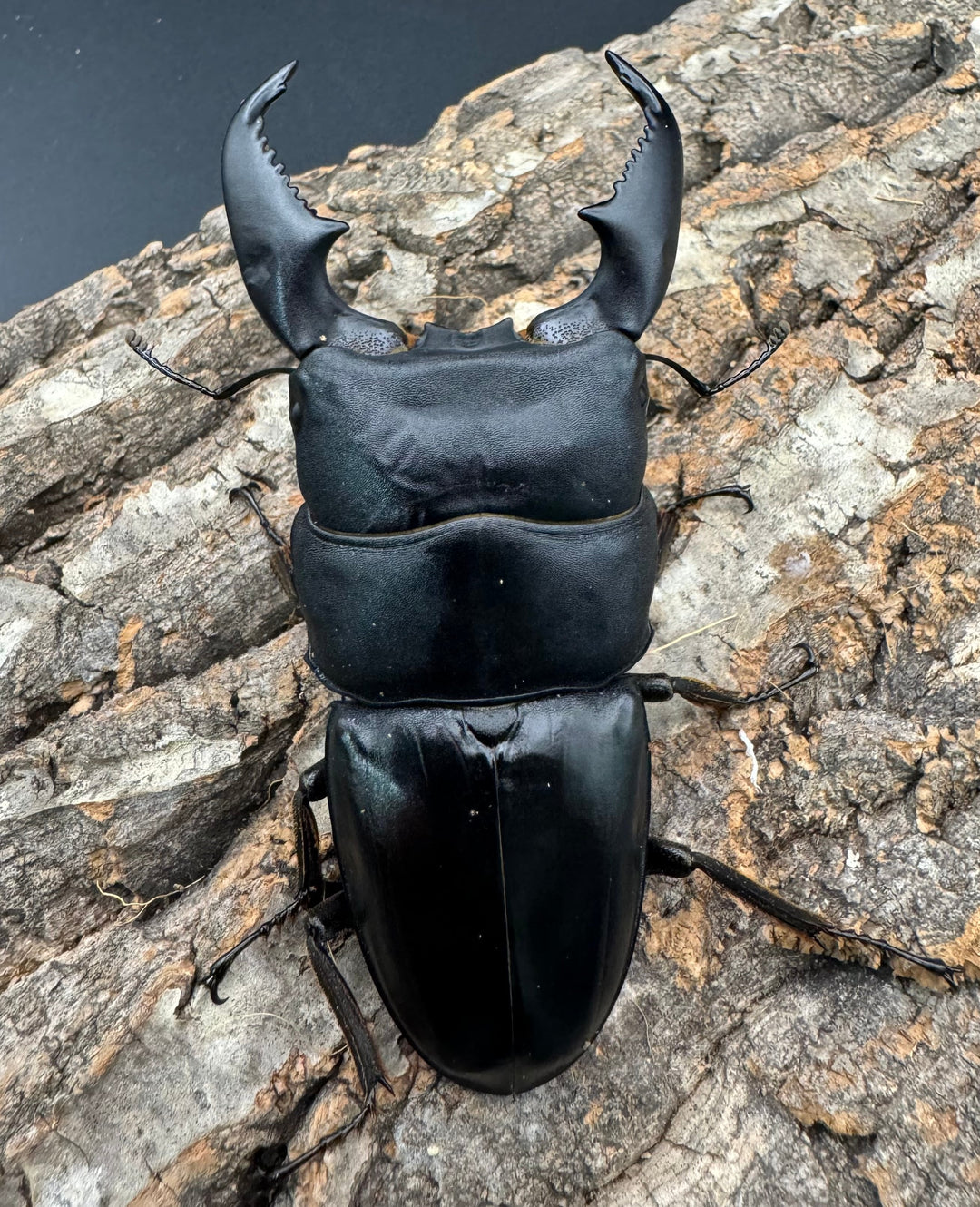 《スマトラオオヒラタ 95mm ペア》