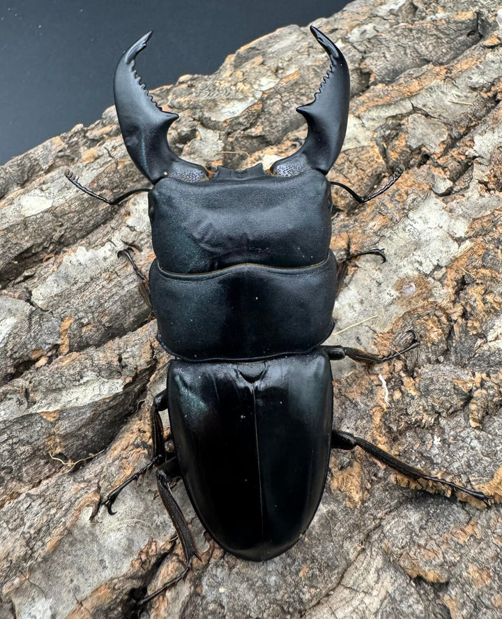 《スマトラオオヒラタ 95mm ペア》