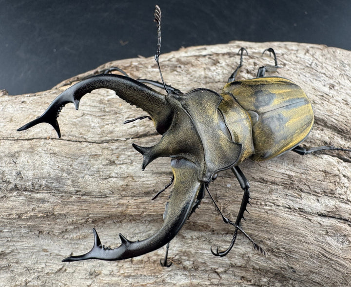 【WD】《フルキフェルミヤマ 74mm ペア》