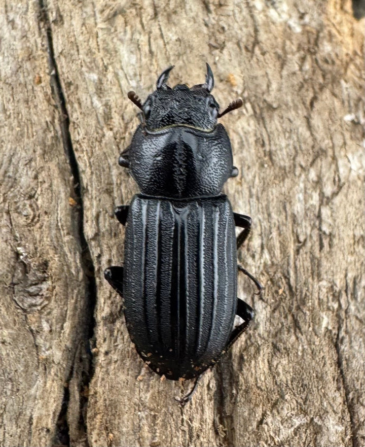 【WD】《アカヘリセスジ 27.5mm ペア》