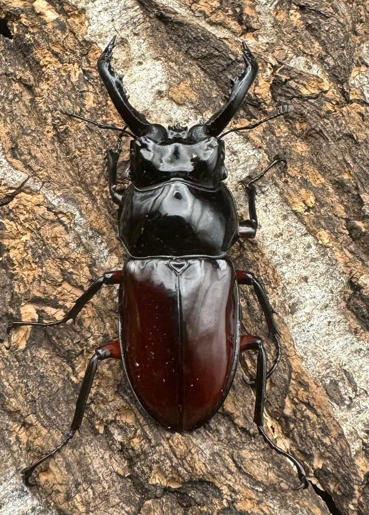 【WD】《オーベルチュールクロツヤシカ 50mm ペア》