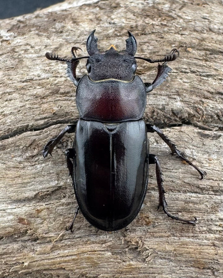 【WD】《ミヤマクワガタ 山形県産 60mmUP ペア》