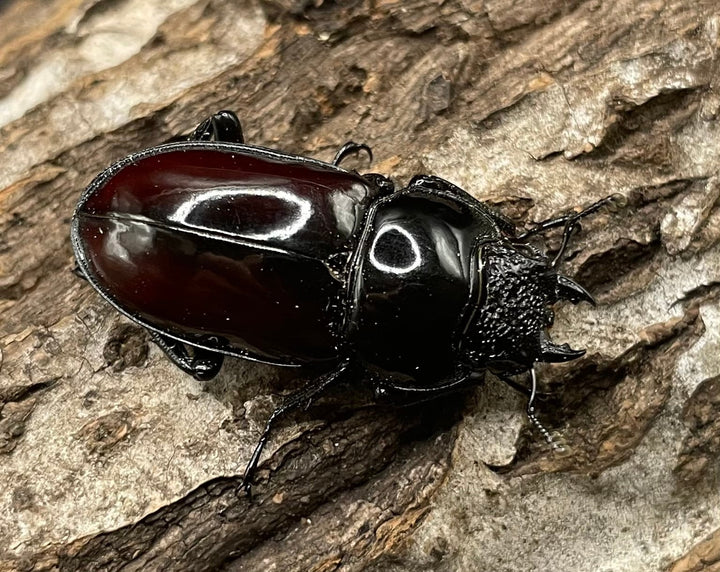 【WD】《オーベルチュールクロツヤシカクワガタ 42mm ペア》