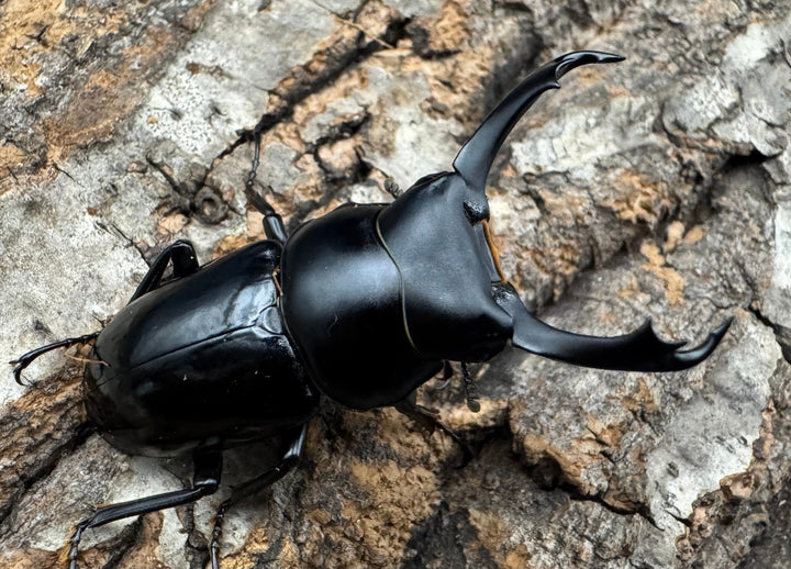 【WD】《セメノウコクワ 会東産 46mm ペア》