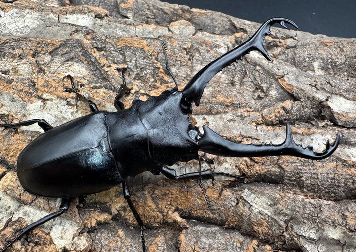 《ギラファノコギリ亜種ケイスケ 101mm ペア》