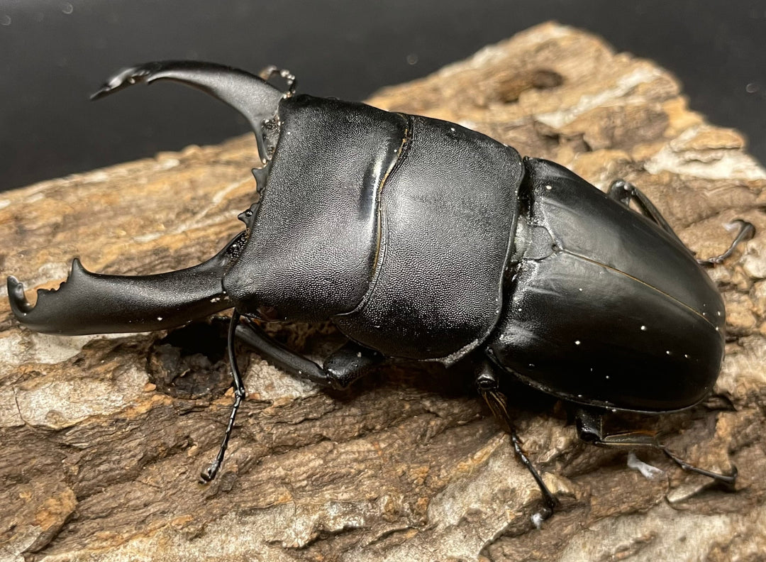 【WD】大型《カマリネスヒラタ 96mm B品ペア》