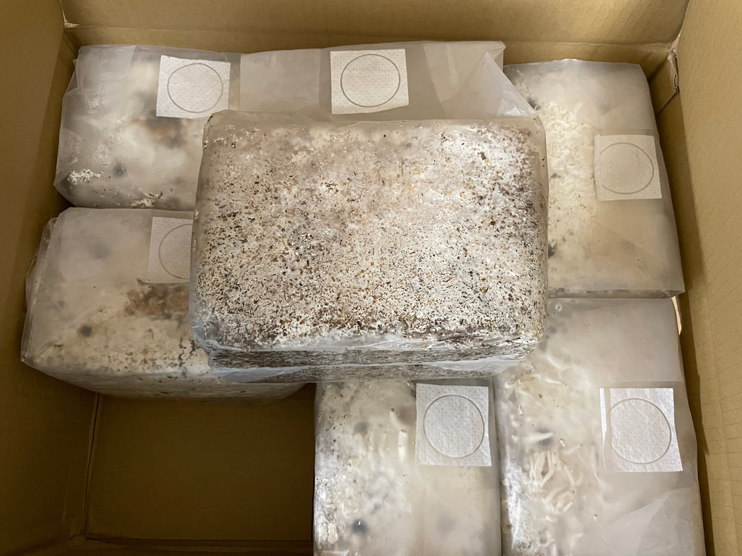 レイシ菌糸ブロック 4000cc