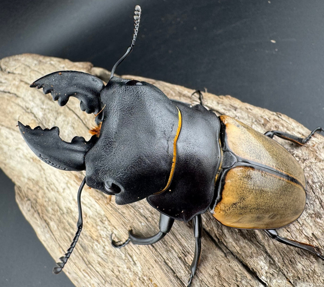 【WD】《カステルナウディツヤ 81.5mm ペア》