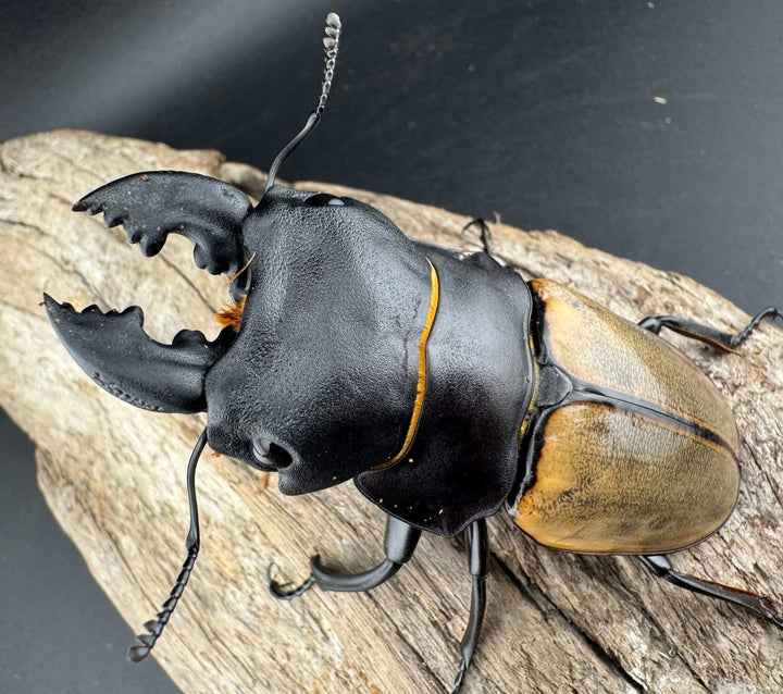 【WD】《カステルナウディツヤ 81.5mm ペア》