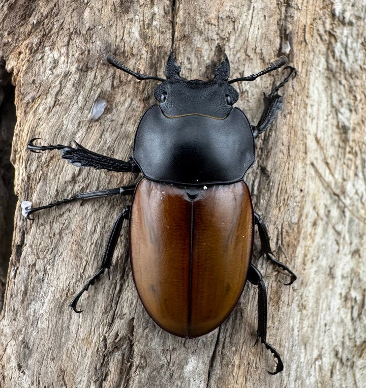 【WD】《ニティドゥスマルバネクワガタ 45.5mm ペア》