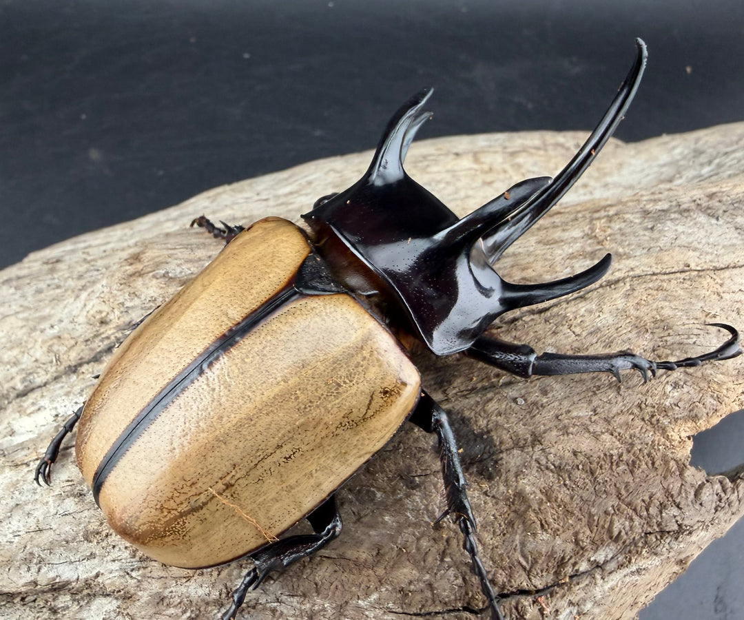 【WD】《ゴホンツノカブト原名亜種 タイ産 84mm ペア》