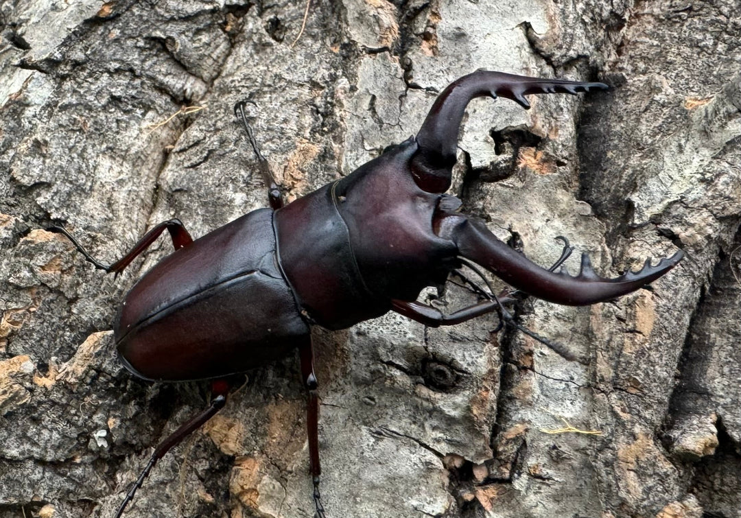 特別特価!!【WD】《ノコギリクワガタ 立川産 ペア》