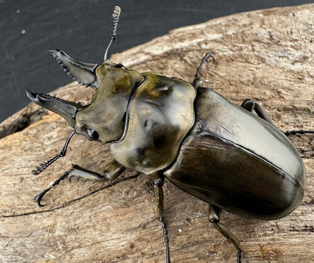 《ローゼンベルグオウゴンオニクワガタ 58mm ♂単》