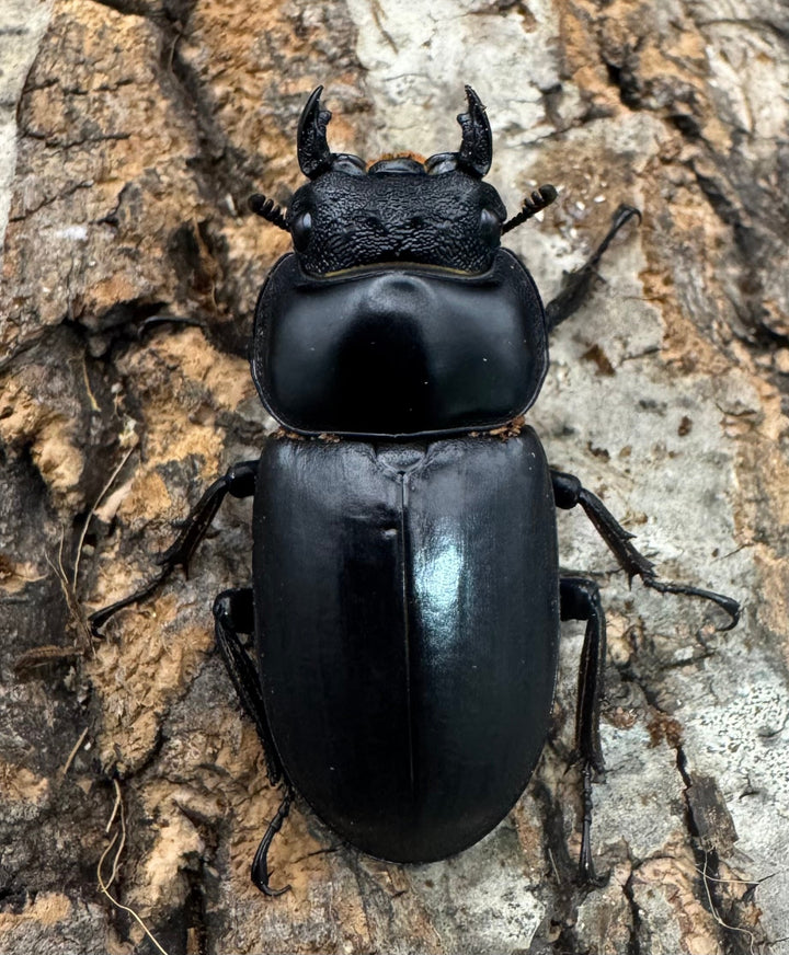 《インドアンタエウス サディア産 73mm ペア》