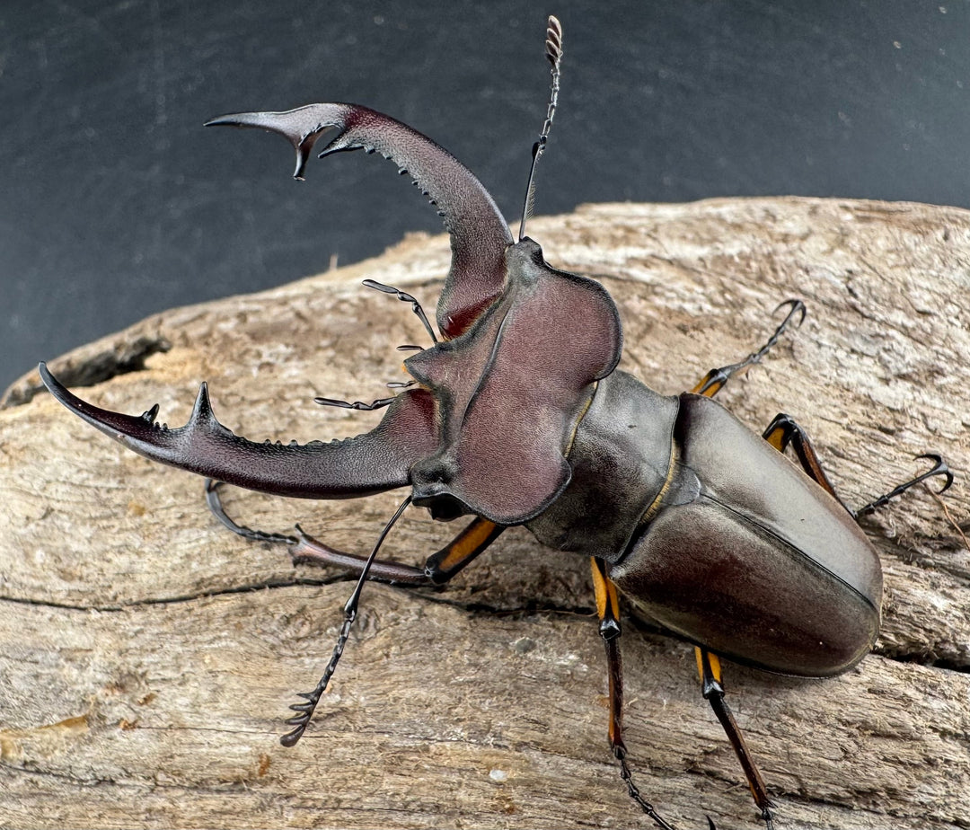 【WD】特大《フォントミヤマクワガタ 62.5mm ペア》