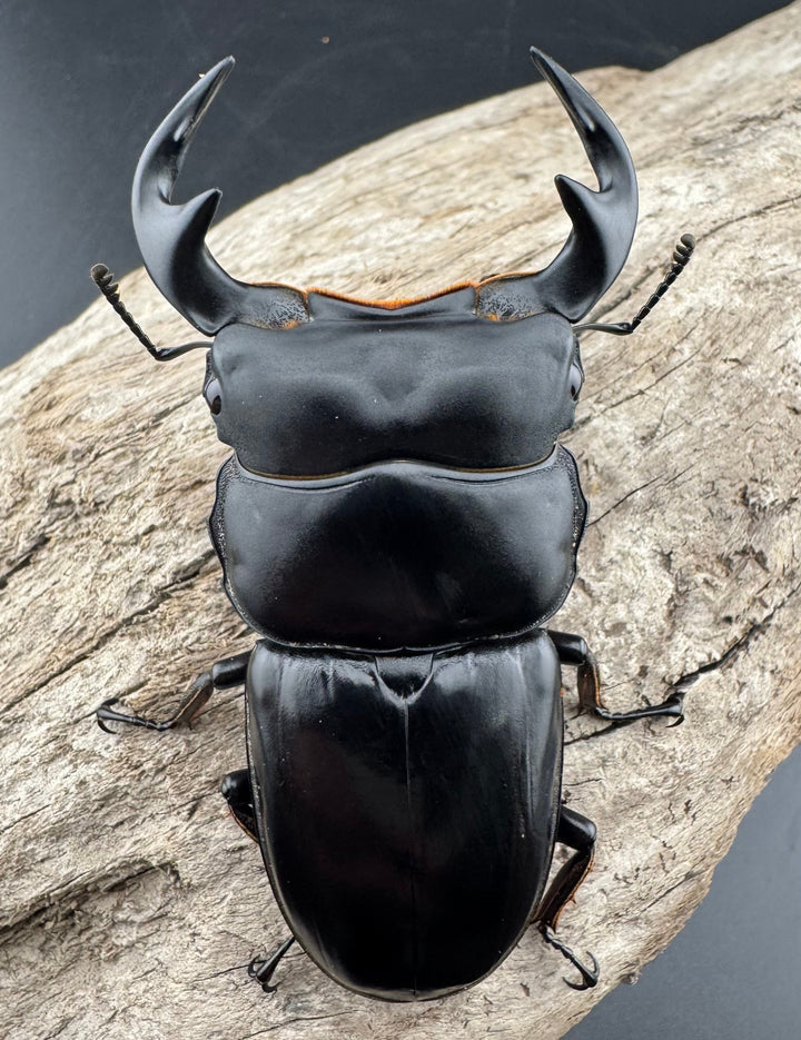 【WF1】《アンタエウスオオクワ カオバン産 76mm ペア》