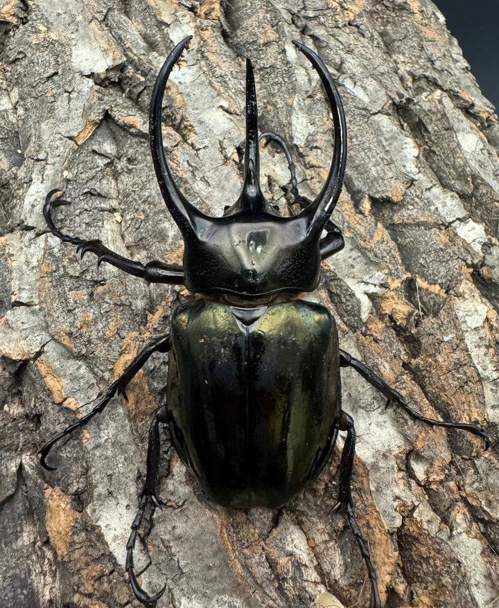 【WD】《ミンダナオアトラスオオカブト 88mm ペア》