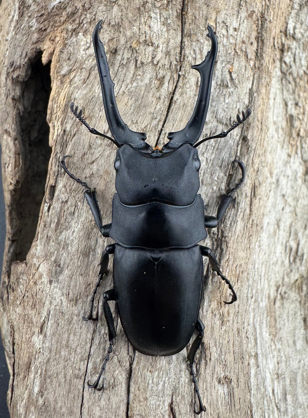 【WD】《ポレクトゥスノコギリクワガタ 海南省産 50mm ペア》