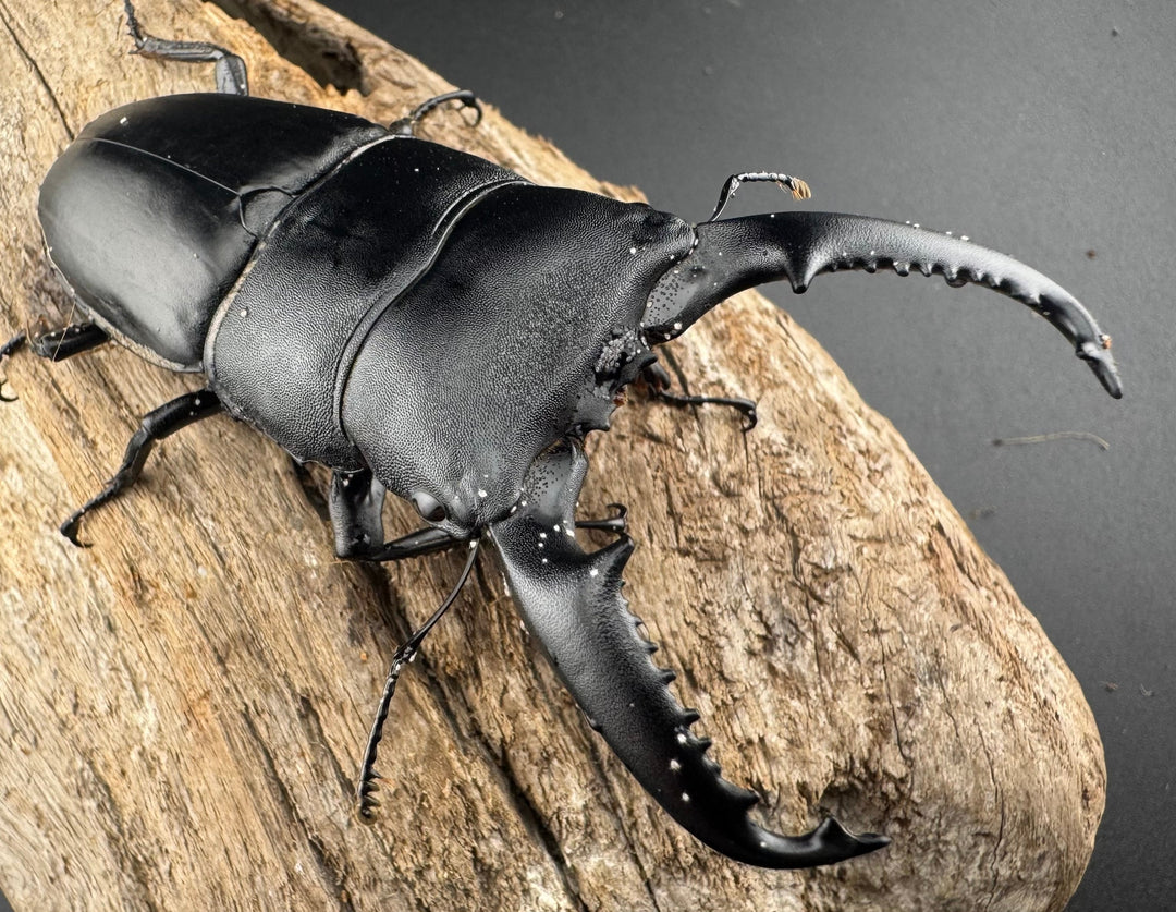 【WD】《パラワンオオヒラタ ガントン産 86mm ペア》