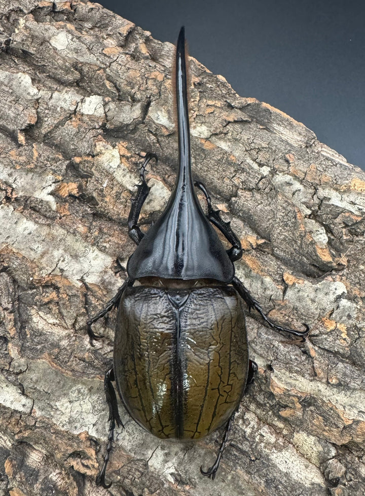 《ヘラクレス亜種オキシデンタリス 137mm ペア》