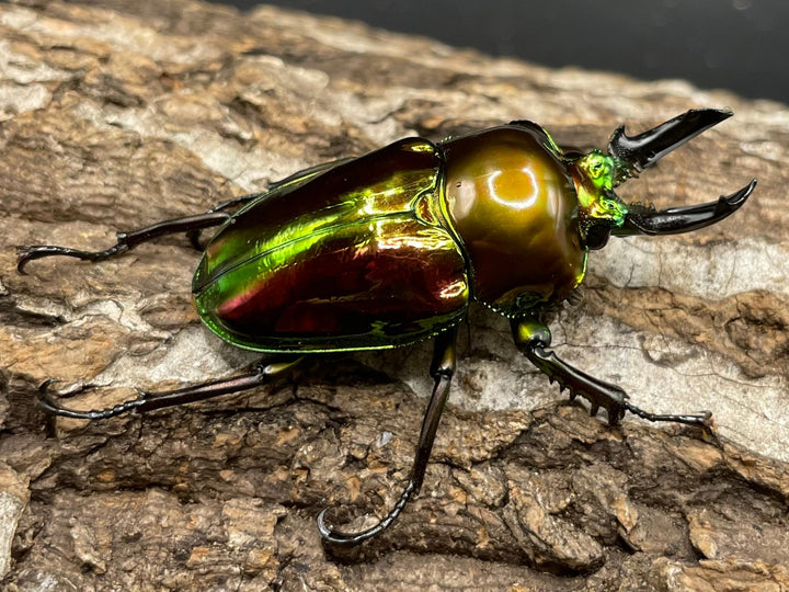 《ニジイロクワガタ 45mm ペア》