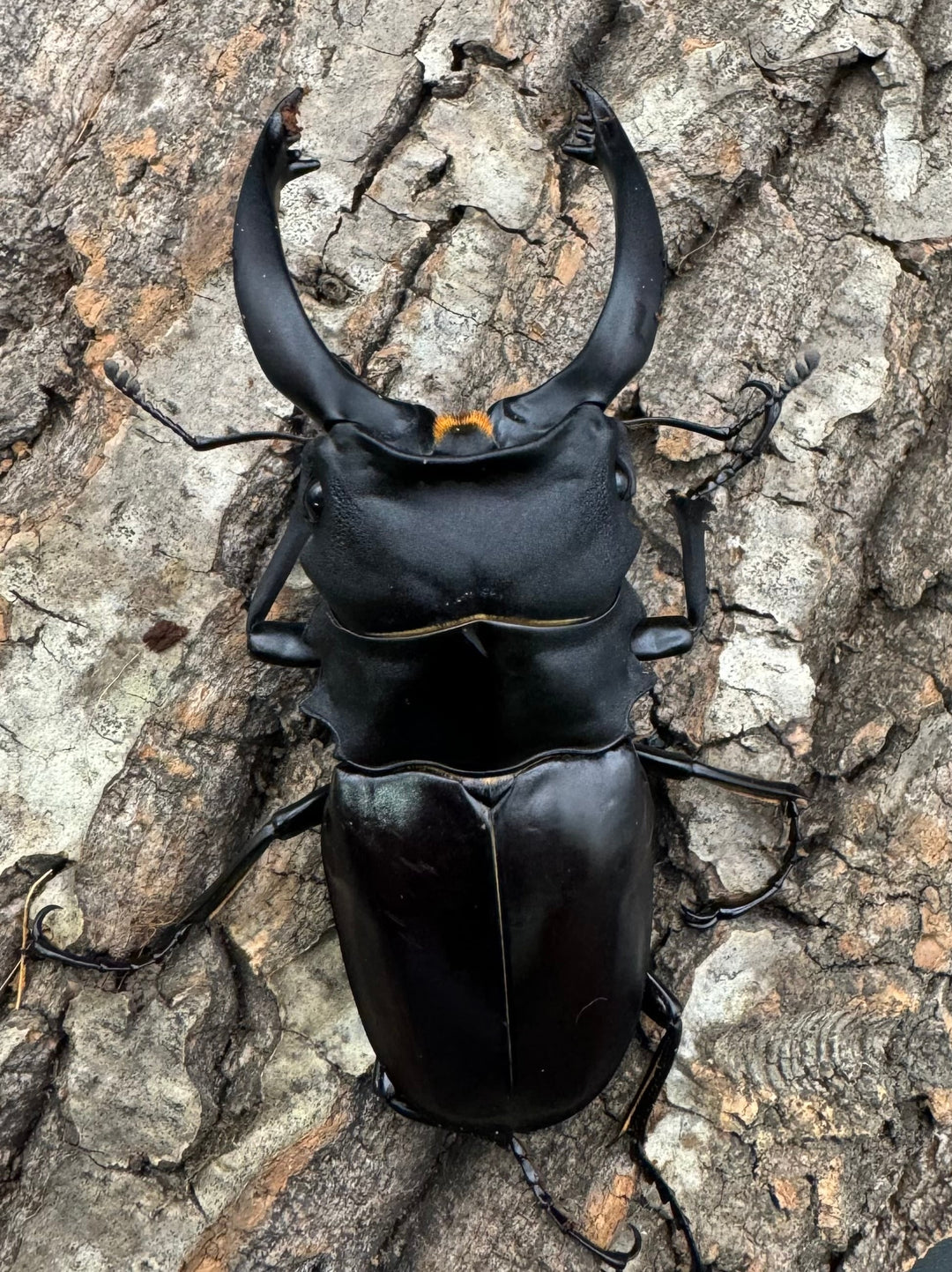 【WD】大型《ミンダナオアルケスツヤクワガタ 93.5mm A’品ペア》