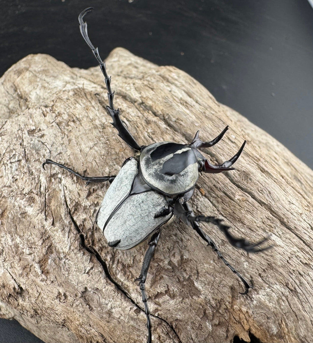 【WD】《アダムスツノハナムグリ Free ペア》①