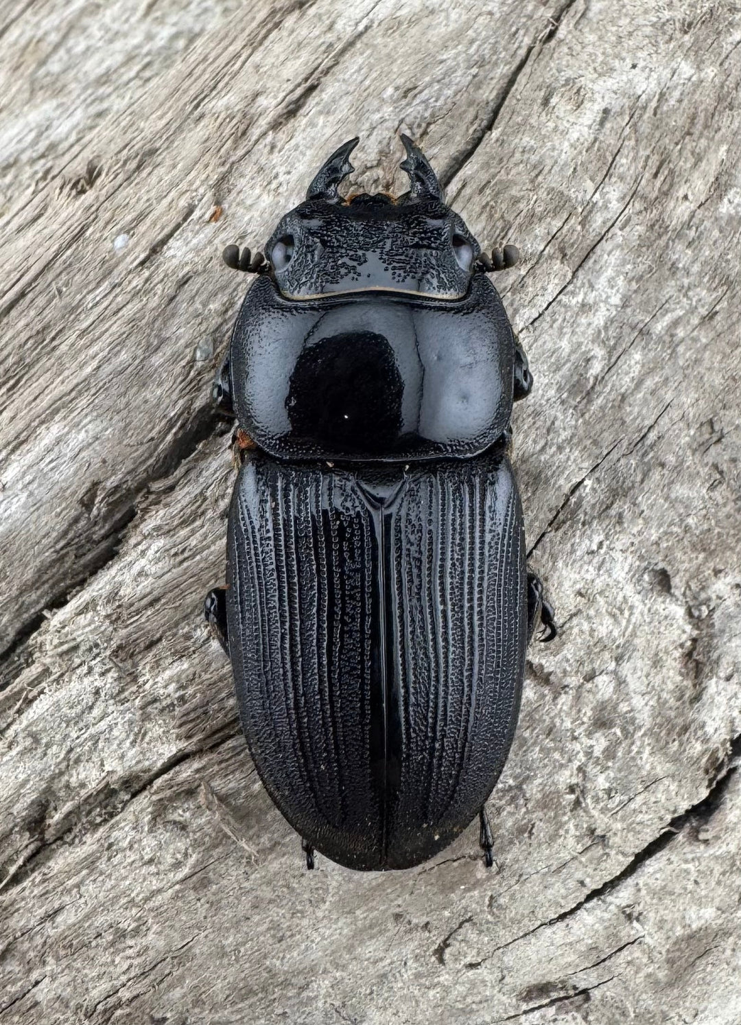 【WD】《ミンダナオパリーオオクワ キダパワン産 72mm ペア》