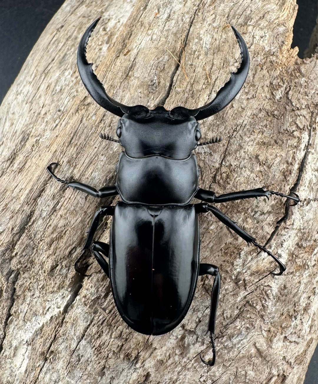 【WD】《ウエストウッディ亜種カズミアエ 雲南省産 61mm ペア》