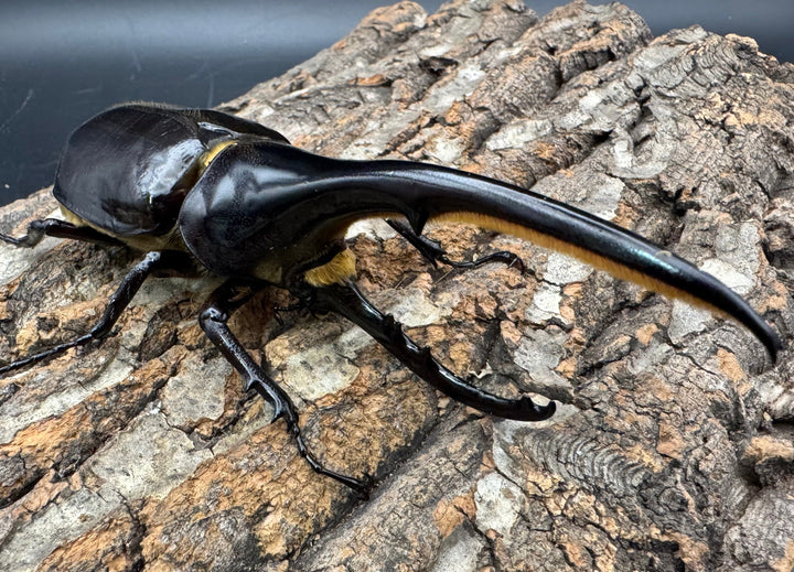 《ヘラクレス・ヘラクレス 130mm ペア》