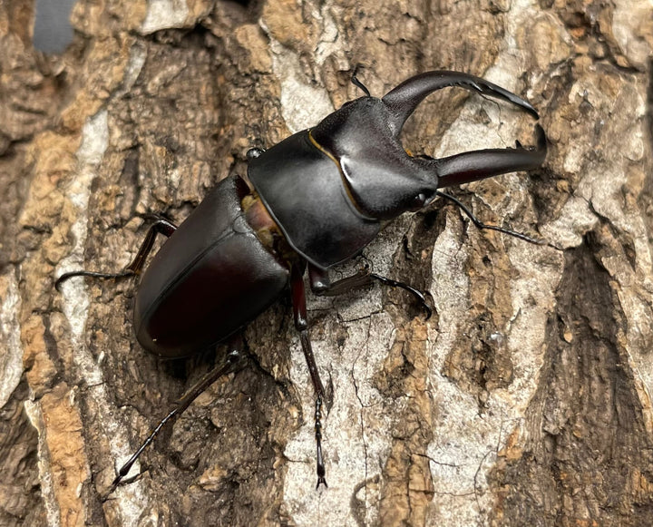 【WD】《グラキリスノコギリヒラタクワガタ 47.5mm ペア》