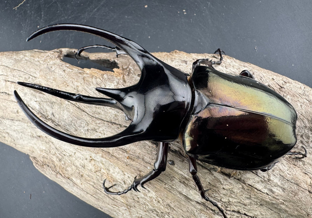 【WD】《ジャワコーカサスオオカブト 102mm ペア》