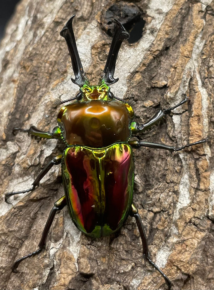 《ニジイロクワガタ 52mm ペア》