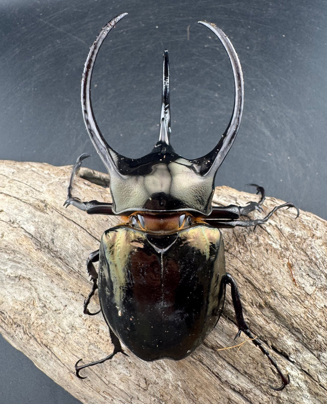 【WD】《ミンダナオアトラスオオカブト マラグサン産 99mm ペア》