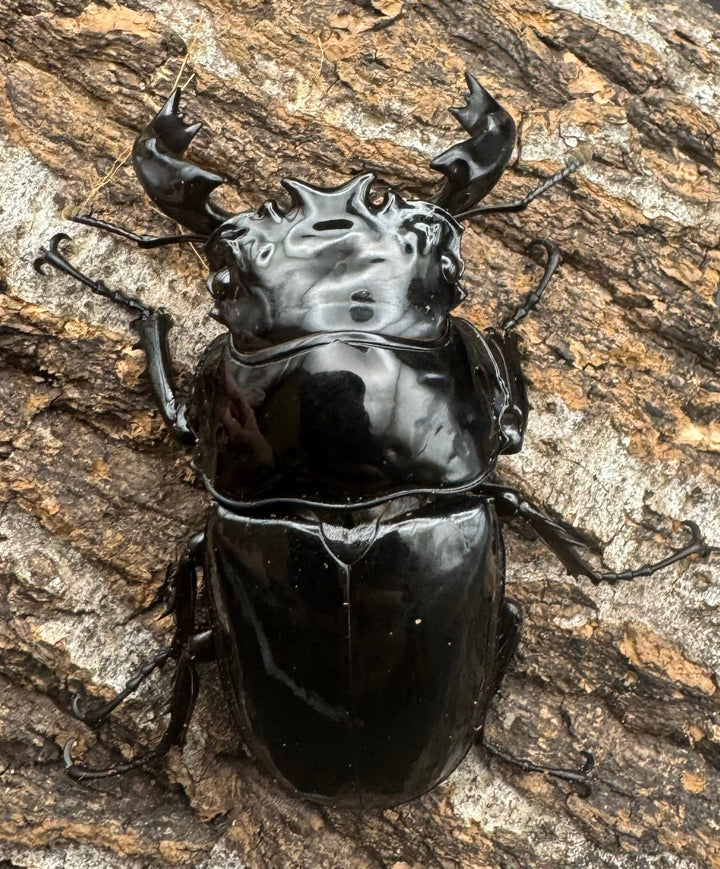 《タランドゥスオオツヤクワガタ 66mm ペア》