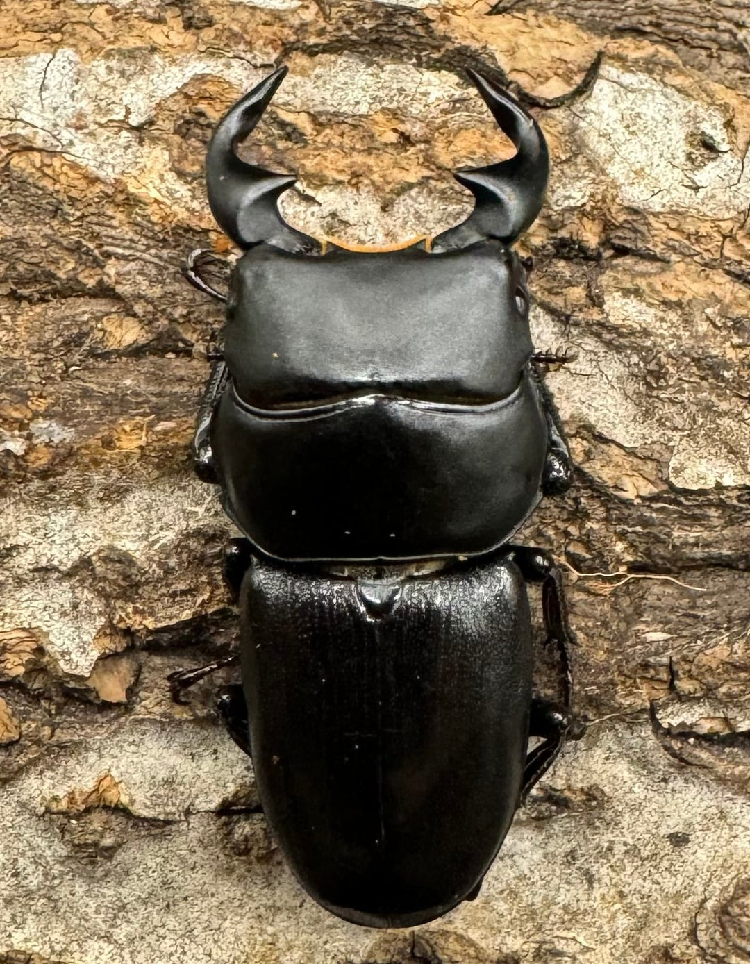 【WD】《ドルクス リンビン 40mm ♂♀♀トリオ》