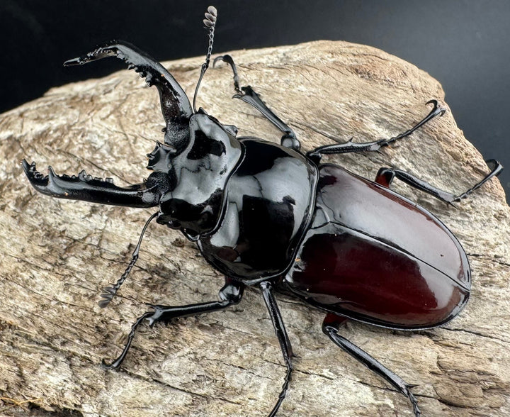 【WD】《オーベルチュールクロツヤシカ 52mm ペア》